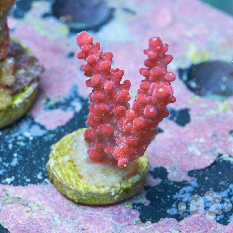 Acropora Rot